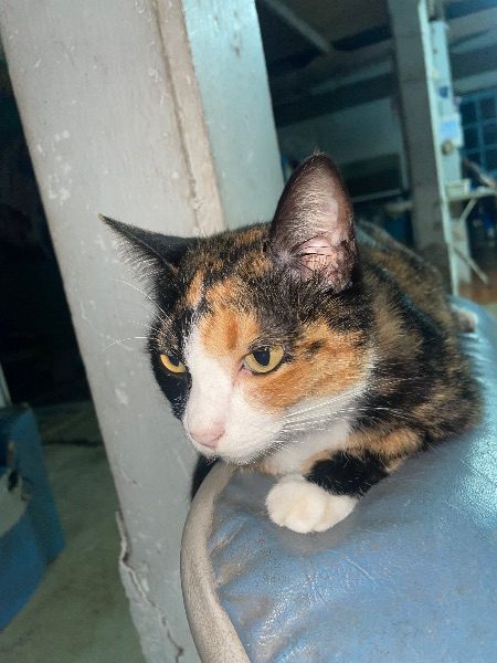 สปอน