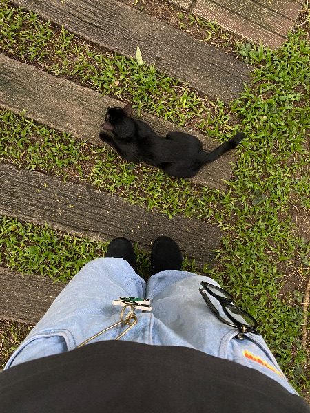 ดำดึ๋ย 🐕‍🦺