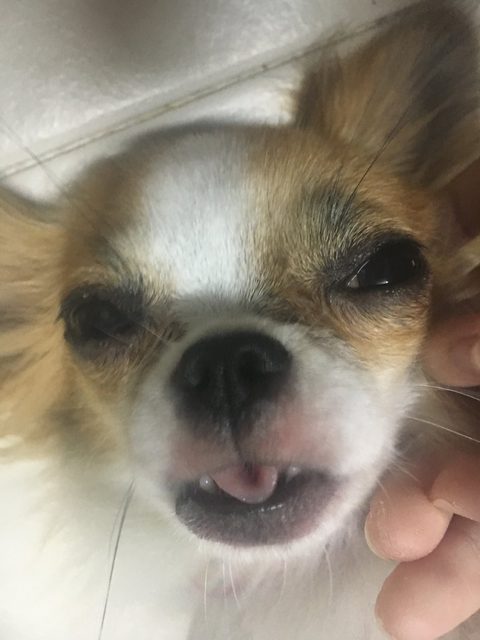 ลิลลี่